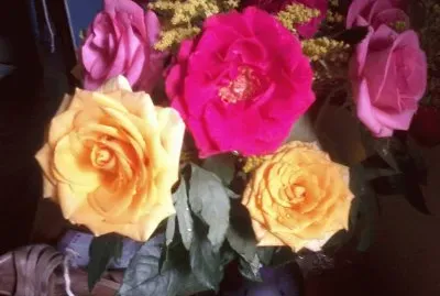 Hermosos Colores