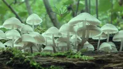 פאזל של MURGAÃ‘O SOBRE HONGOS