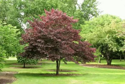lindo