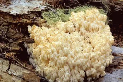 Hericium Abietis