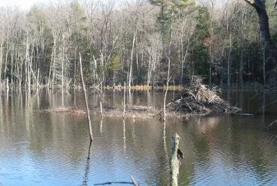 beaver pond
