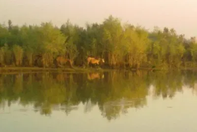 CABALLOS