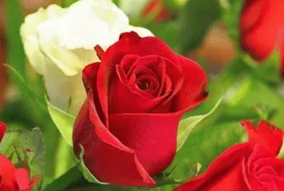 florinda suarez castillo