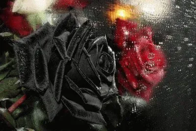 rosa negra y roja jigsaw puzzle