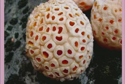 Cyttaria Darwinii - AmÃ©rica del Sur