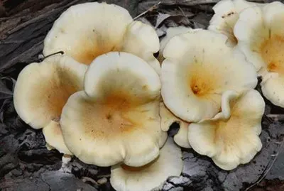 Omphalotus Nidiformis2