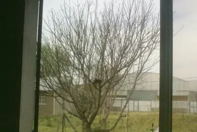 ARBOL CON PAJARITOS