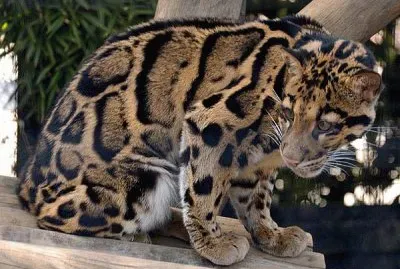 clouded leopard jigsaw puzzle