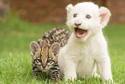 baby lion and ocelot jigsaw puzzle