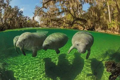 manatees jigsaw puzzle