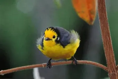fluffy baby