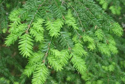 hemlock