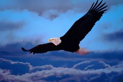 Belleza y Libertad.