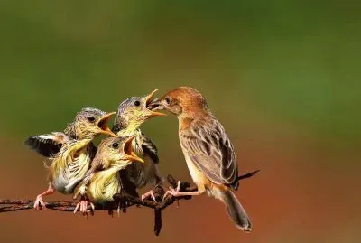 mama Colibri