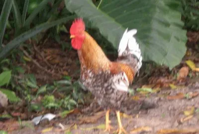 Un gallo monaguez-Venezuela