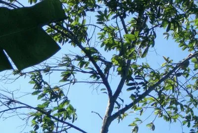 Monagas-Venezuela