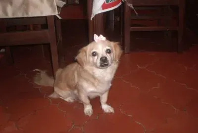 Mi Pelusi