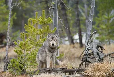 Yellowstone wolf