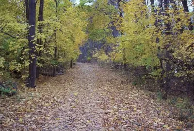 a walk in the fall