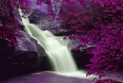 Waterfall in Purple Splendor