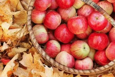 a basket of  beauty