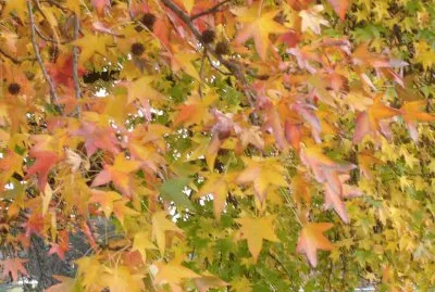 otoÃ±o en el bosque