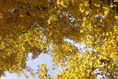 ginkgo biloba