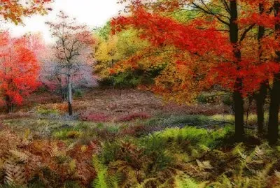 beautiful autumm