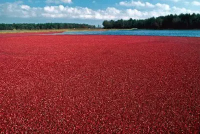 cranberries
