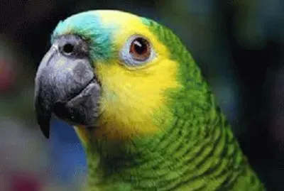 parrot