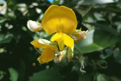 פאזל של flor silvestre