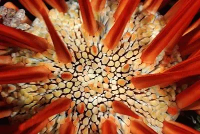 red pencil sea urchin