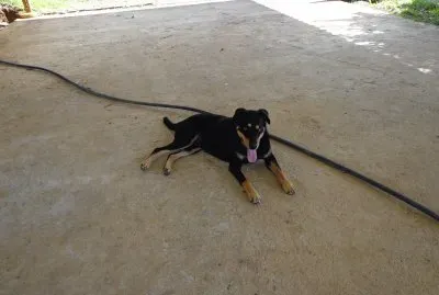 פאזל של MI PERRITA