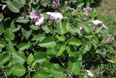 פאזל של florecitas lilas