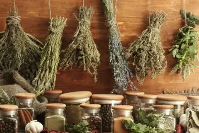 drying herbs