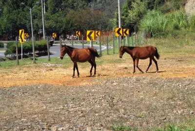 פאזל של caballos