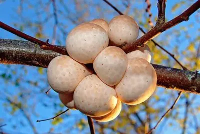 Cyttaria Espinosae - Chile
