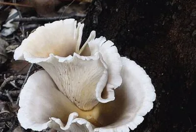 Omphalotus Nidiformis