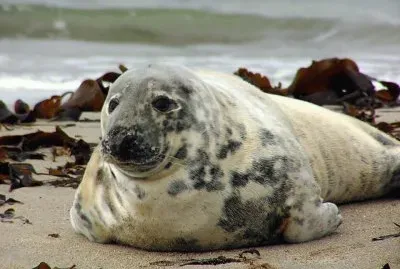 Foca Gris