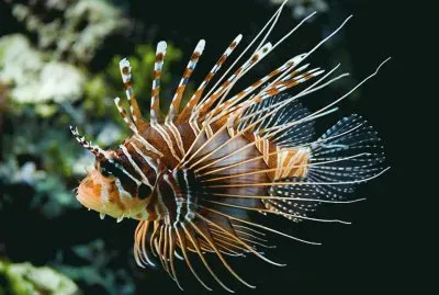 Pez LeÃ³n - Indonesia