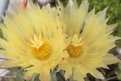 Flor de Cactus