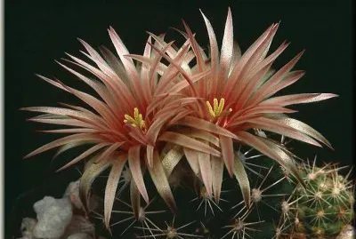 Flor de Cactus3.