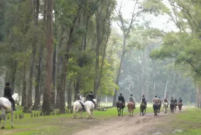 cabalgata por el bosque