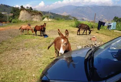פאזל של el caballo y el carro