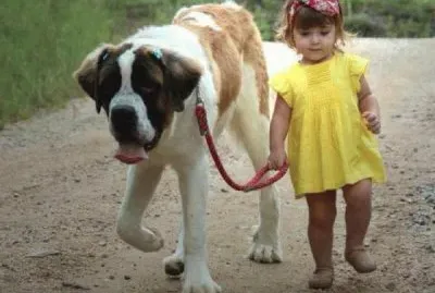 amigo