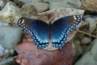 red spotted purple butterfly