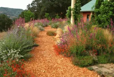 indigenous plant garden CA