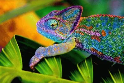 lizard