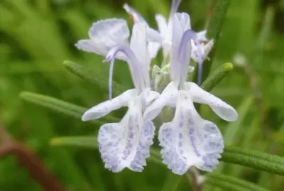 Orquideas jigsaw puzzle