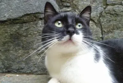 פאזל של mi wini